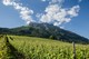 Domaine Vendange
