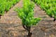 Vignobles Demazet