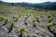 Clos Pachem 