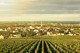 Domaine Alain Patriarche